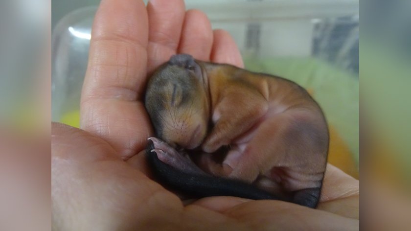 Help de dieren in Opvang Noach de winter door