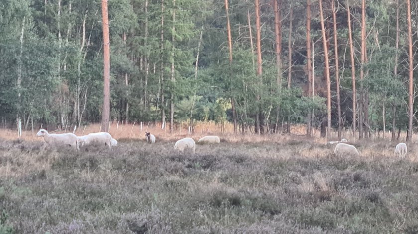 Het land van Winterswijk: De laatste heide