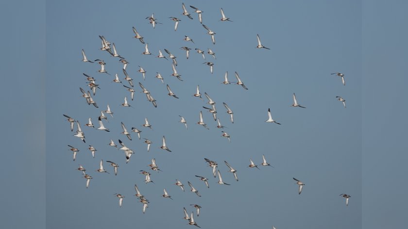 Trekvogels tellen met Vogelwerkgroep Berkelland