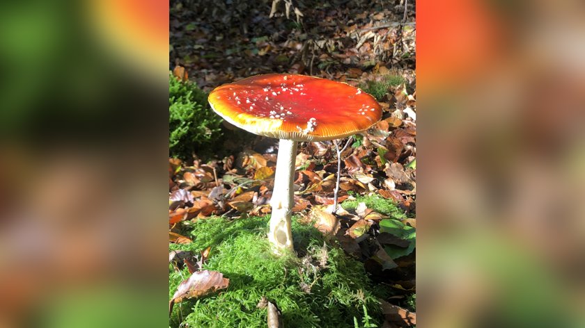 Herfstkleurentocht Kilder voert langs Hulzenberg en Grafelijke Korenmolen
