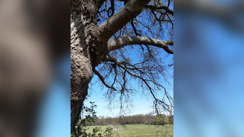 Wandeling over het Grote Veld en landgoed Hackfort