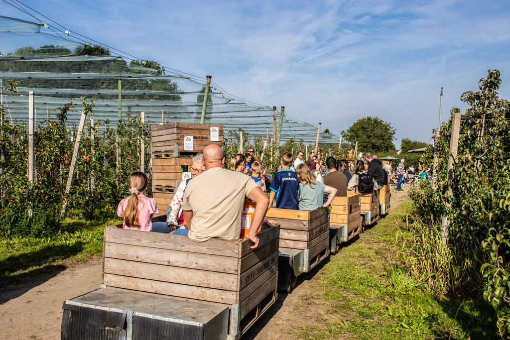 Veel belangstelling voor de appelplukdag in Buurmalsen.
