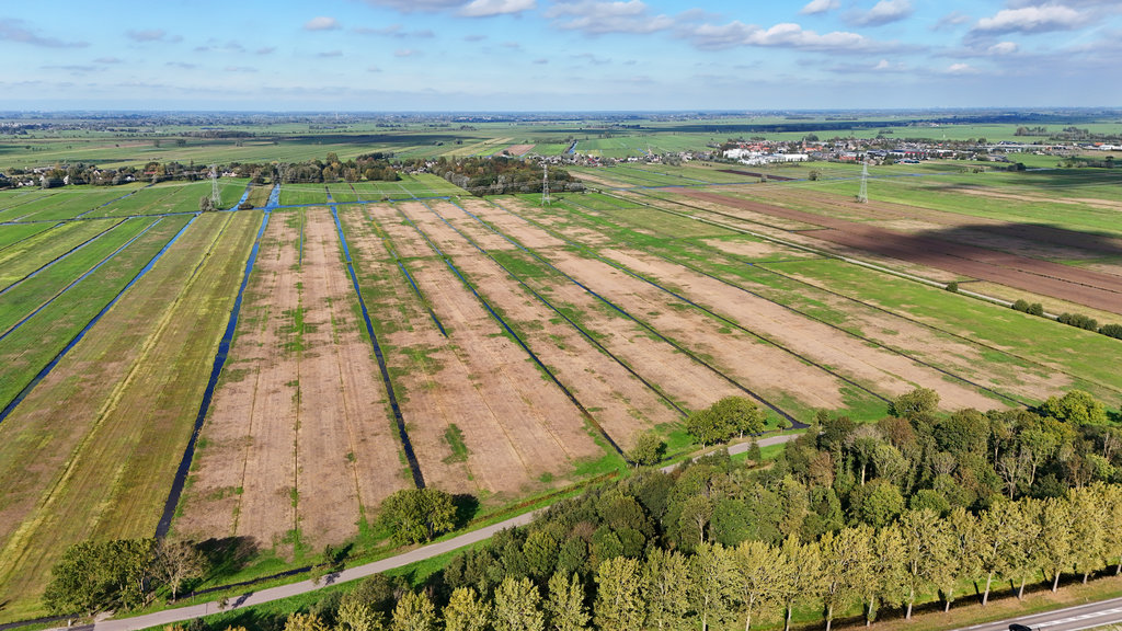 Weilanden langs de Elzenweg in Bleskensgraaf, kaalgevreten door veldmuizen.