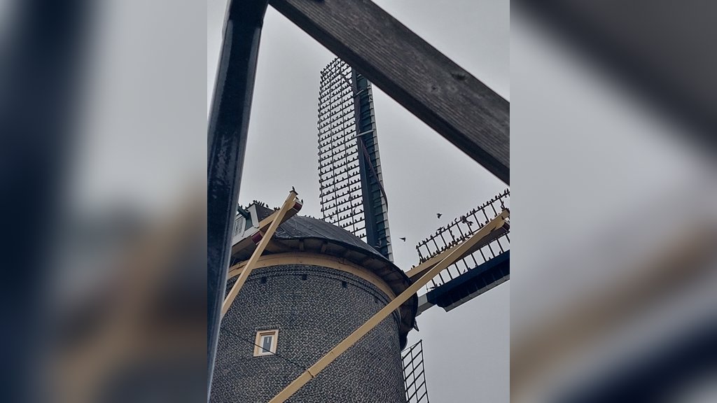 Gevulde wieken.