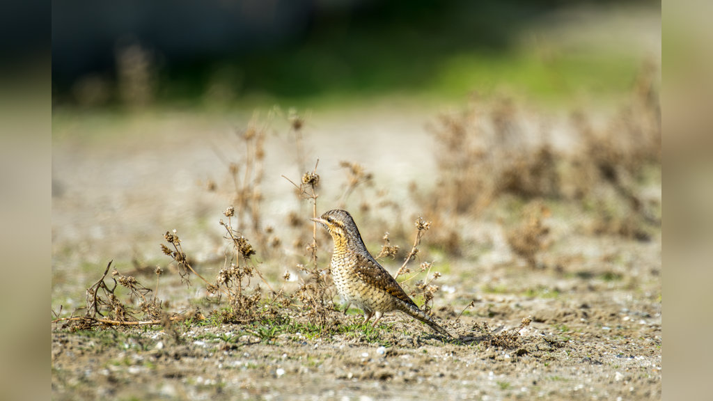 De draaihals camoufleert zich.