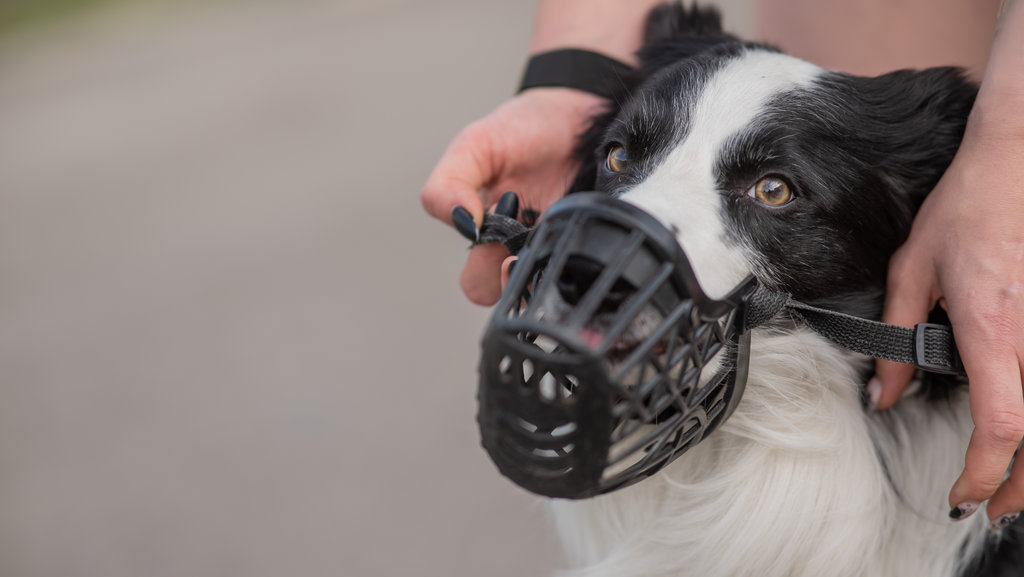 Zo ziet een muilkorf eruit bij een hond.