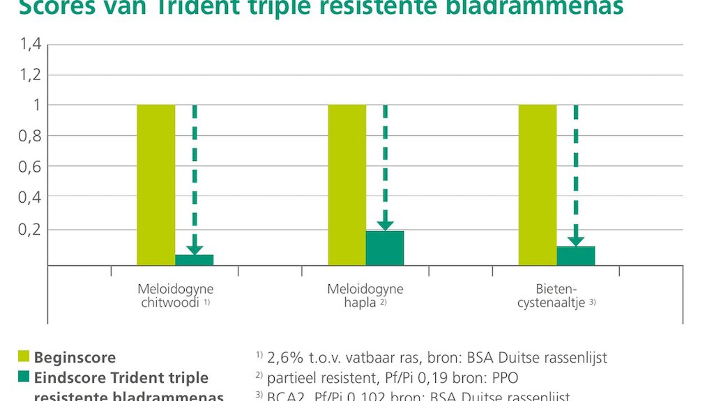 Trident bladrammenas heeft een diepe doorworteling en bewezen drievoudige resistentie tegen parasitaire aaltjes 