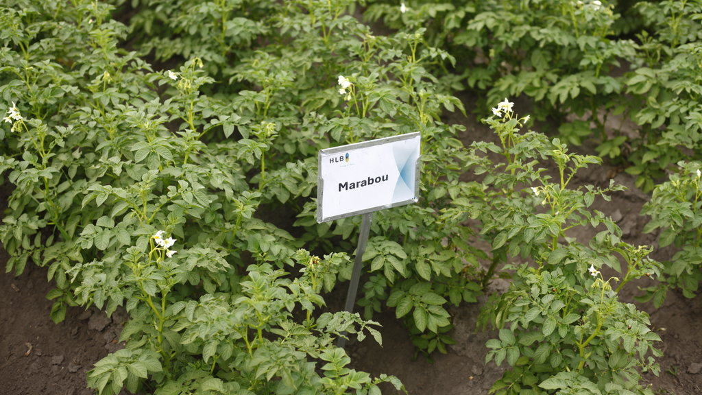 Marabou steekt letterlijk met kop en schouders boven andere aardappelrassen uit.
