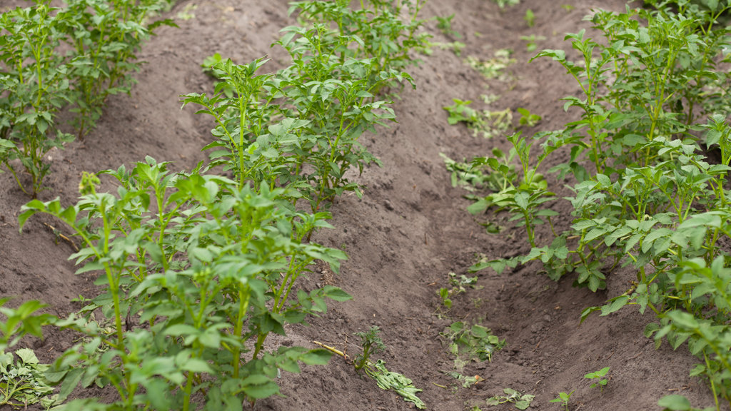 Dit zetmeelaardappelras, nog onder nummer, heeft zichtbaar last van de hoge druk van aardappelmoeheid.