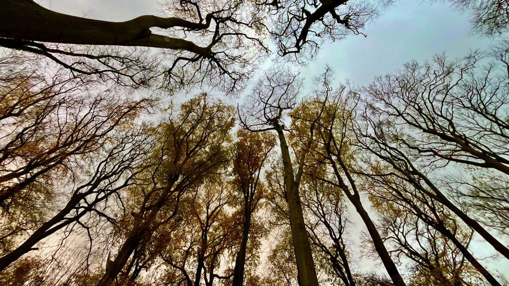 Kijk eens naar de lichtinval boven de bomen.