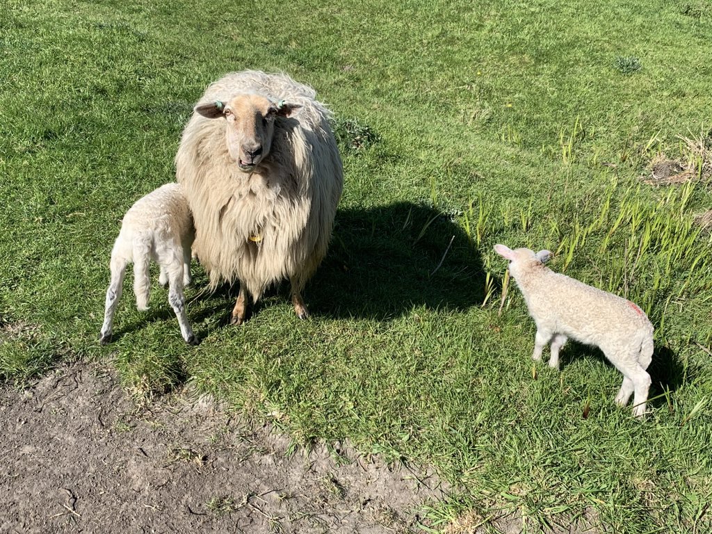 Lammetjes bij MAK Blokweer.