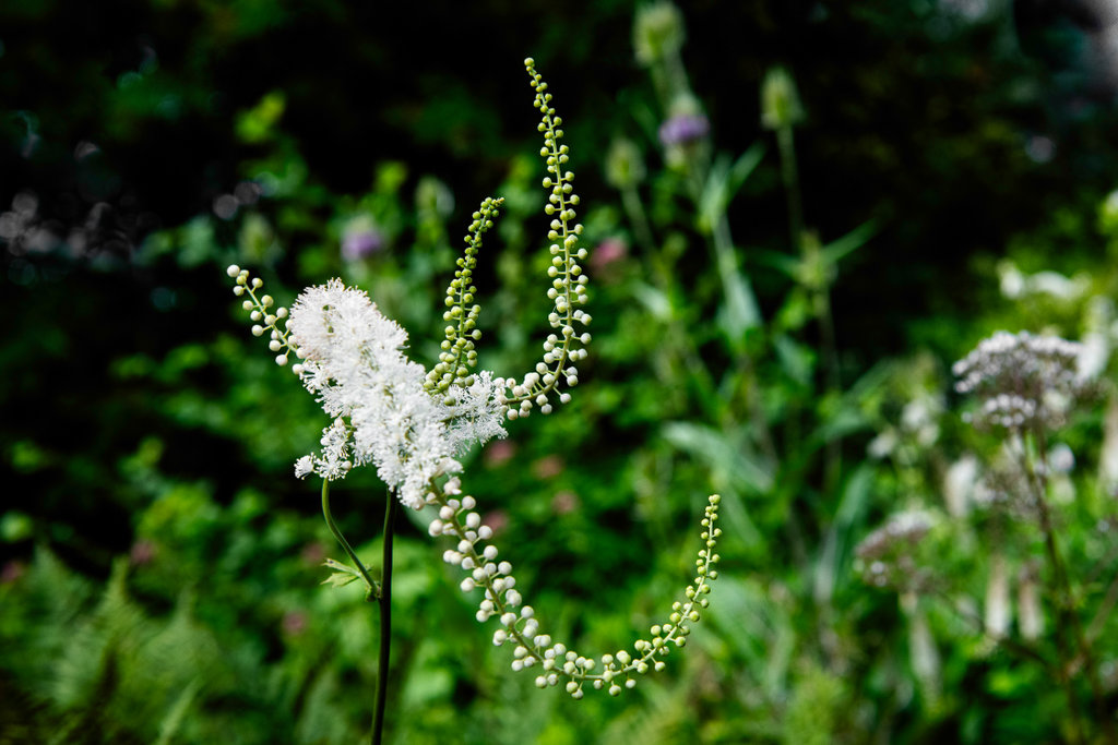 Close-up van de plant.