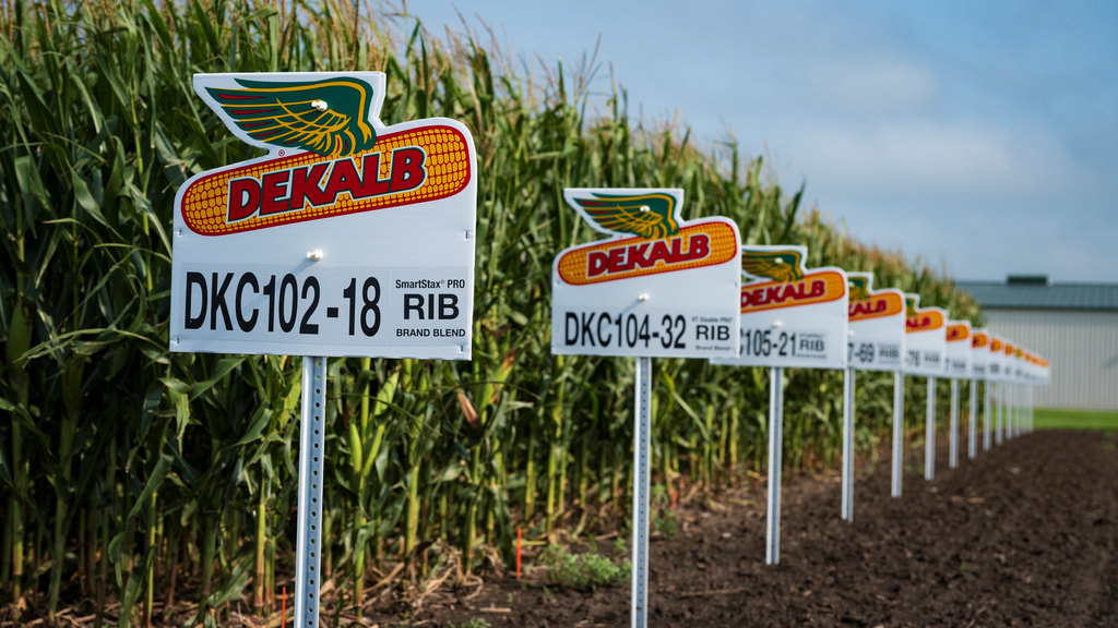 DeKalb is het maismerk van Bayer. Op proefvelden test en ontwikkelt het bedrijf nieuwe rassen en teeltsystemen.