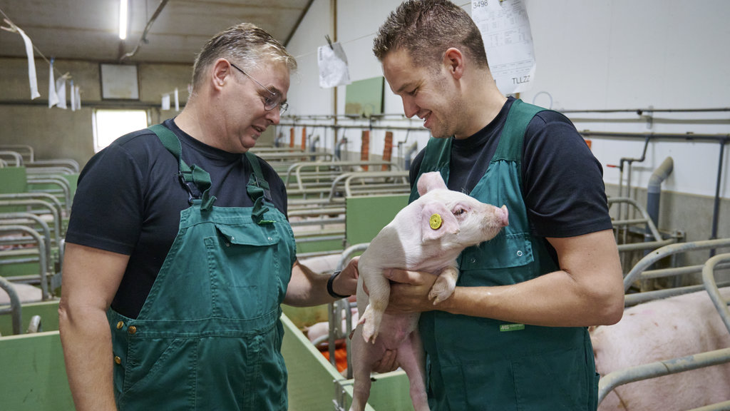<p>Varkenshouder Pim Jansen (rechts) en dierenarts Karel Vandamme zijn tevreden over de gezondheid en kwaliteit van de biggen.</p>