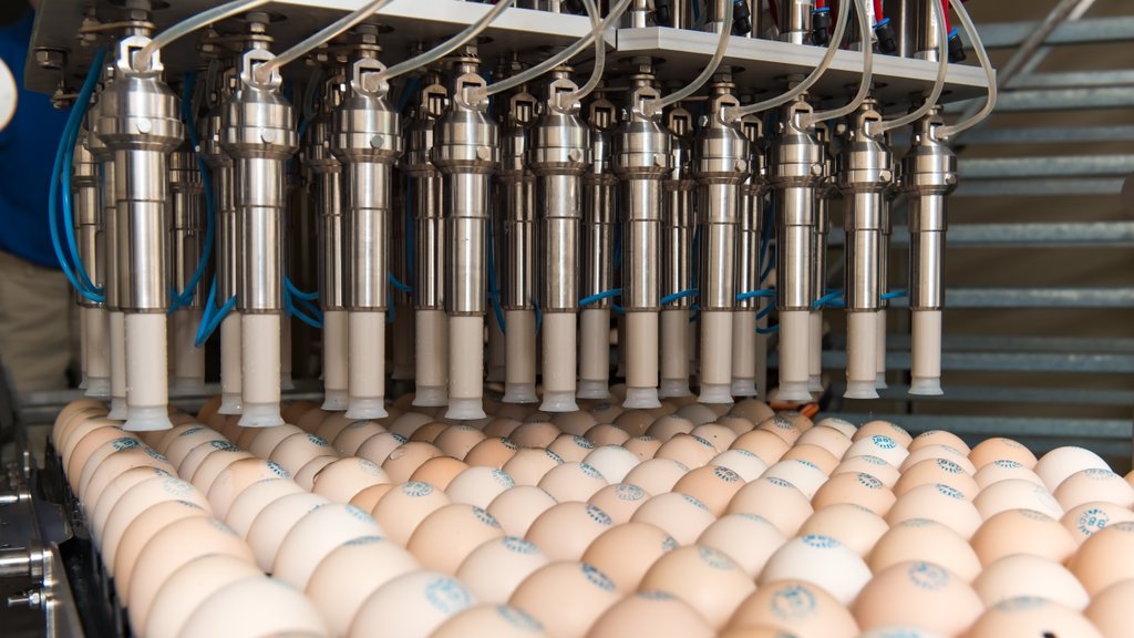 Nederland telt veel hoogtechnologische bedrijven die bijvoorbeeld in-ovo vaccinatie ontwikkelen.