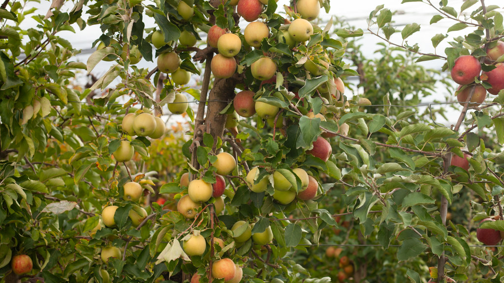 De gemiddelde appelopbrengst bij Rabo is zeker 10 procent hoger dan normaal.