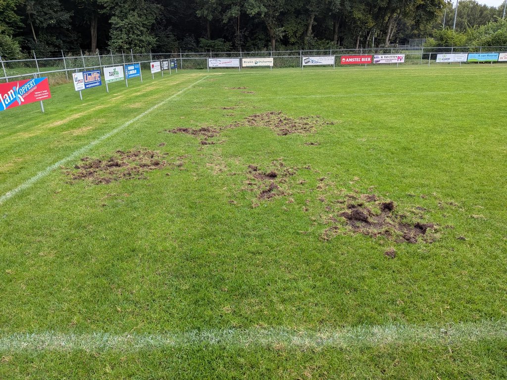 Het hoofdveld van Wispolia is op meerdere plekken beschadig door engerlingen.