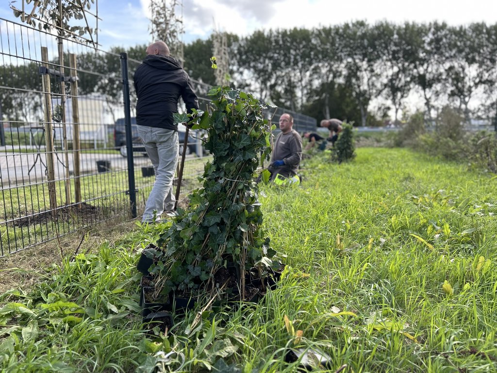 Medewerkers van Empatec graven een geul voor de aanplant van de hedera langs het hekwerk