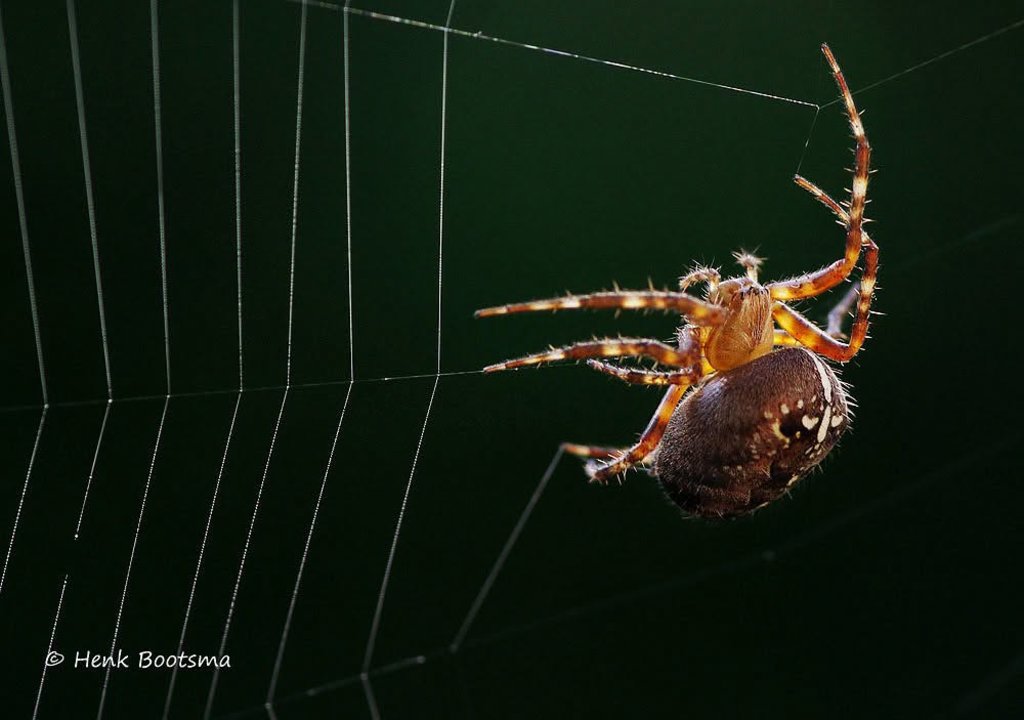 Spin bezig met web