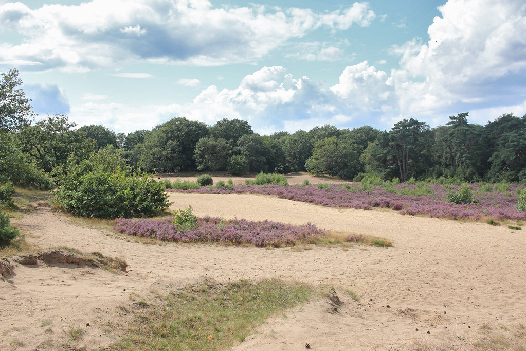 De Bakkeveenster Duinen vormen een prachtig en gevarieerd natuurgebied.
