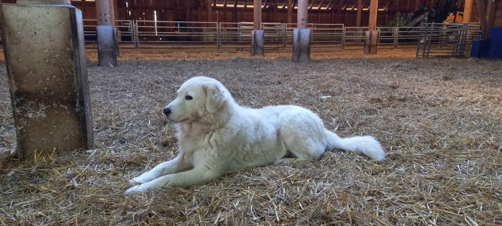 De Maremma honden moeten de schapen tegen de wolf beschermen.