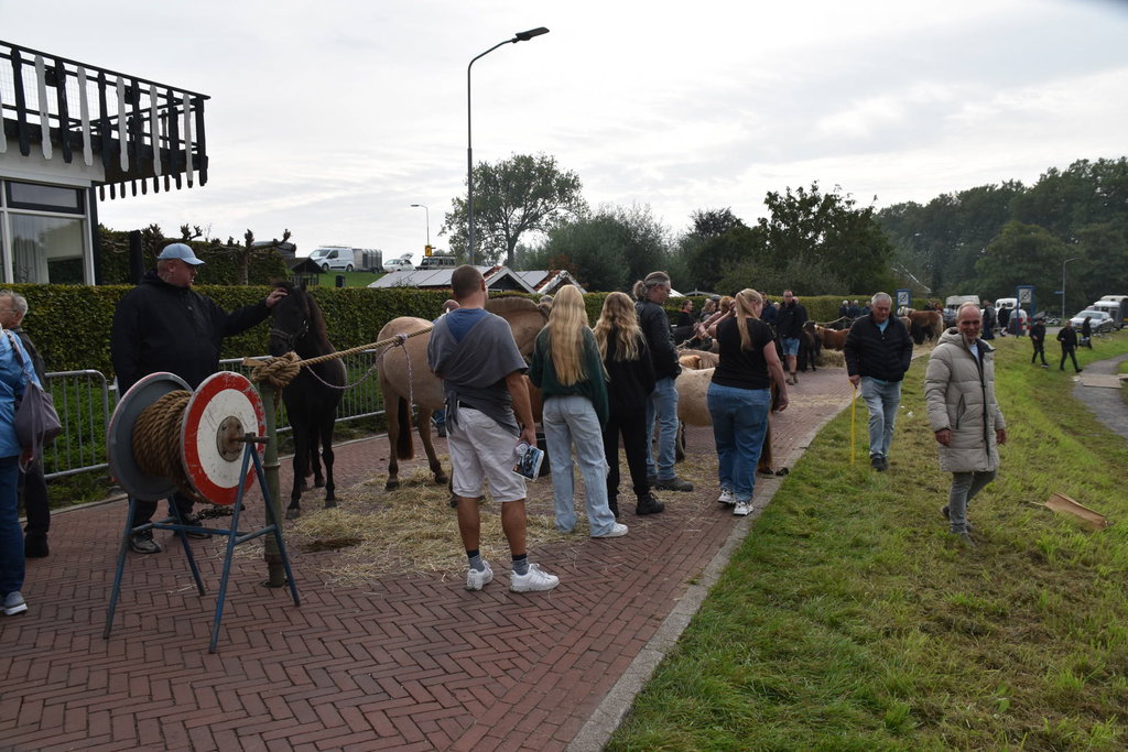 In totaal werden ruim zeventig pony's aangevoerd.