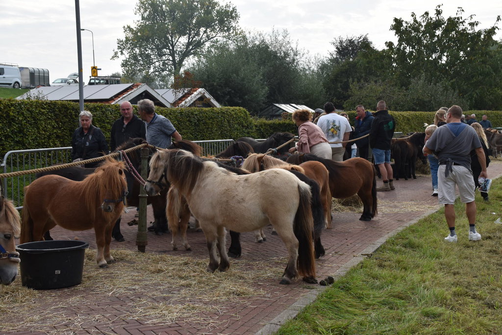 In totaal werden ruim zeventig pony's aangevoerd.