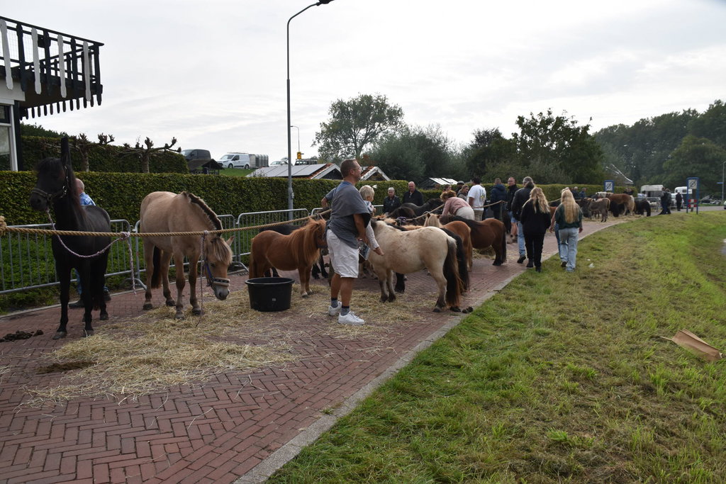 In totaal werden ruim zeventig pony's aangevoerd.