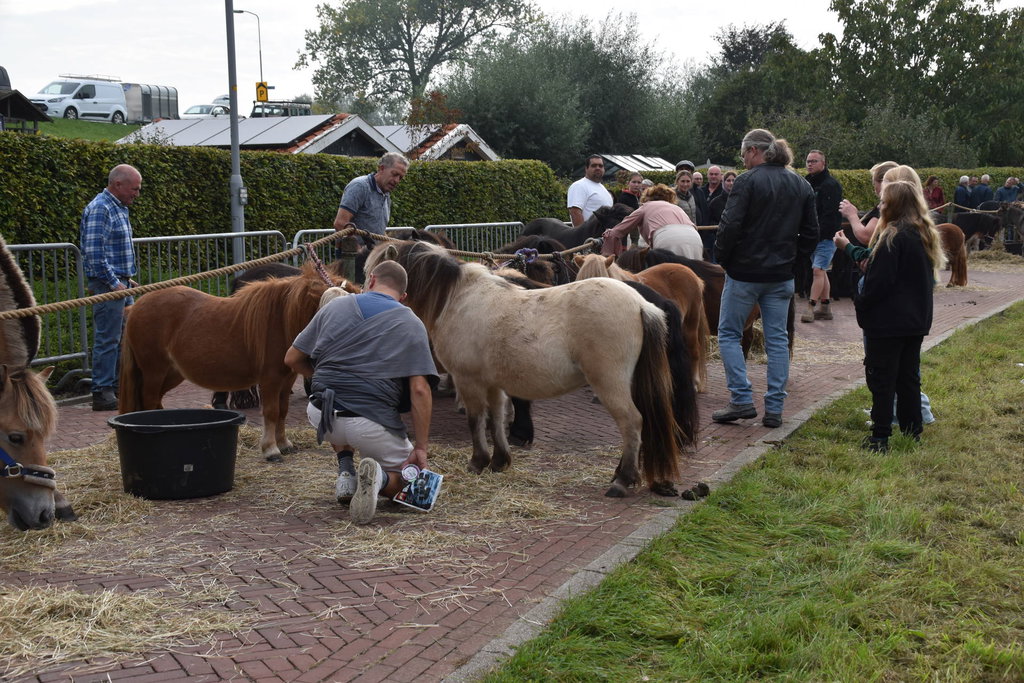 In totaal werden ruim zeventig pony's aangevoerd.