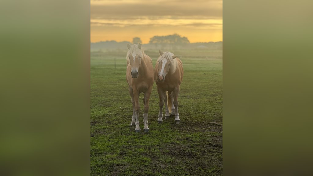 Stella en Ronnie