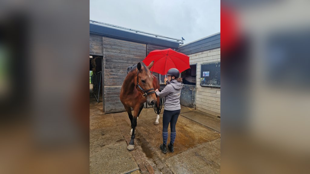 Jet heeft gekozen voor de richting grondwerk en paardengedrag