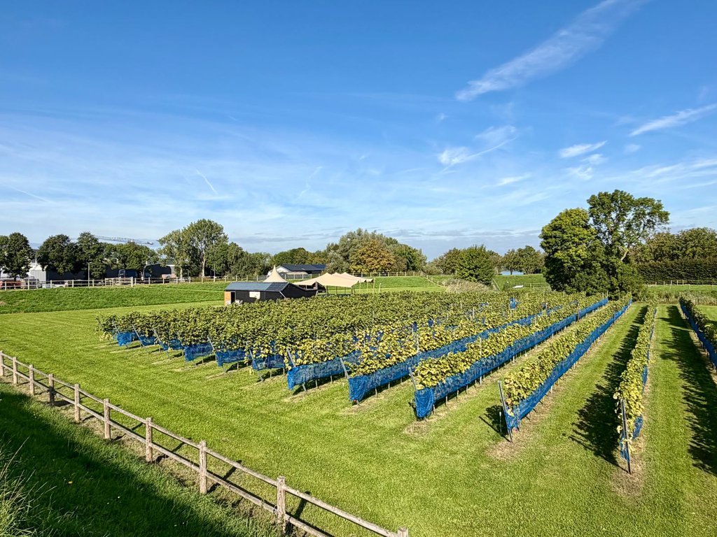 De wijngaard ligt aan de Veerdam in Aalst.