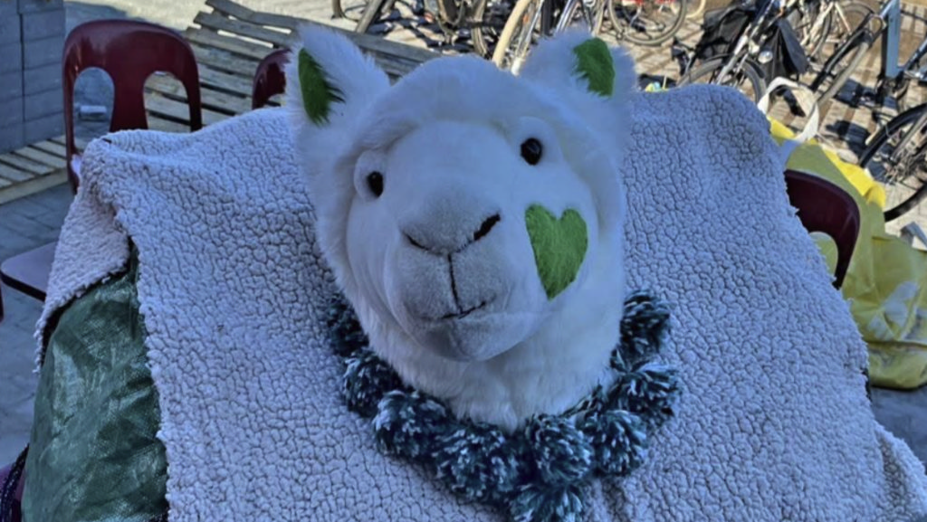 Het winnende schaap Scalpaca.