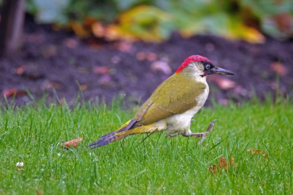 Groene specht