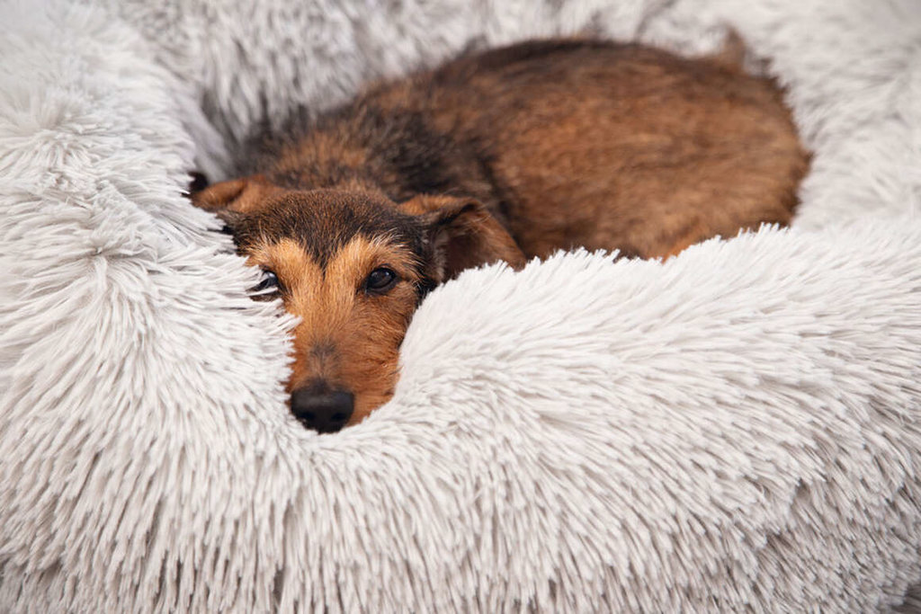 Laat je hond lekker wegkruipen in een grote mand.