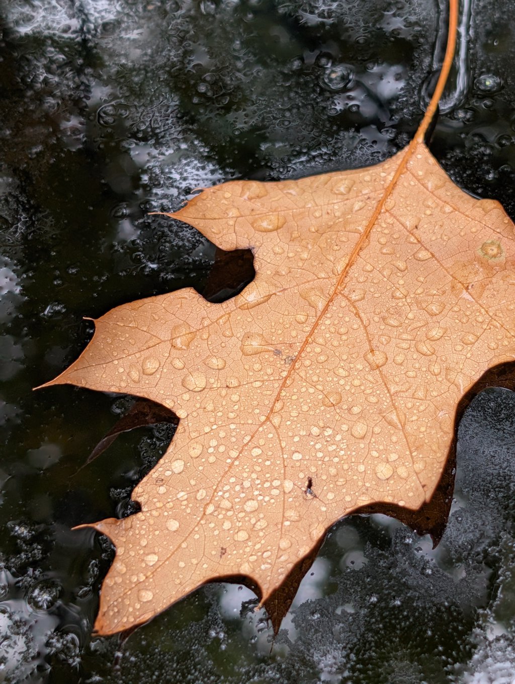 ,,Mijn foto is een mooi herfstblad met regendruppels erop, boven op het dak van onze auto’’, aldus Joël de Vries.