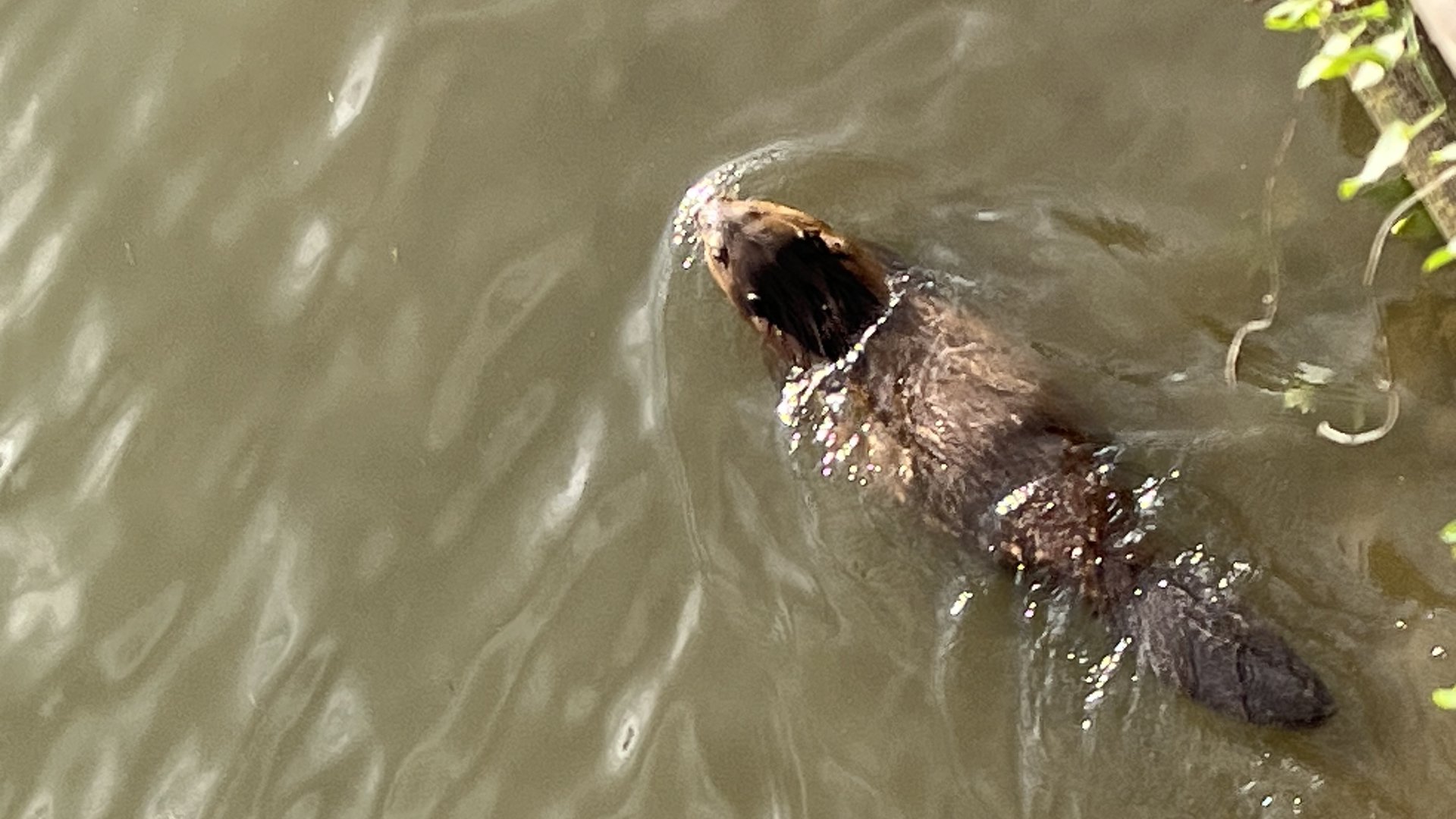 Bever duikt op in Vispoorthaven