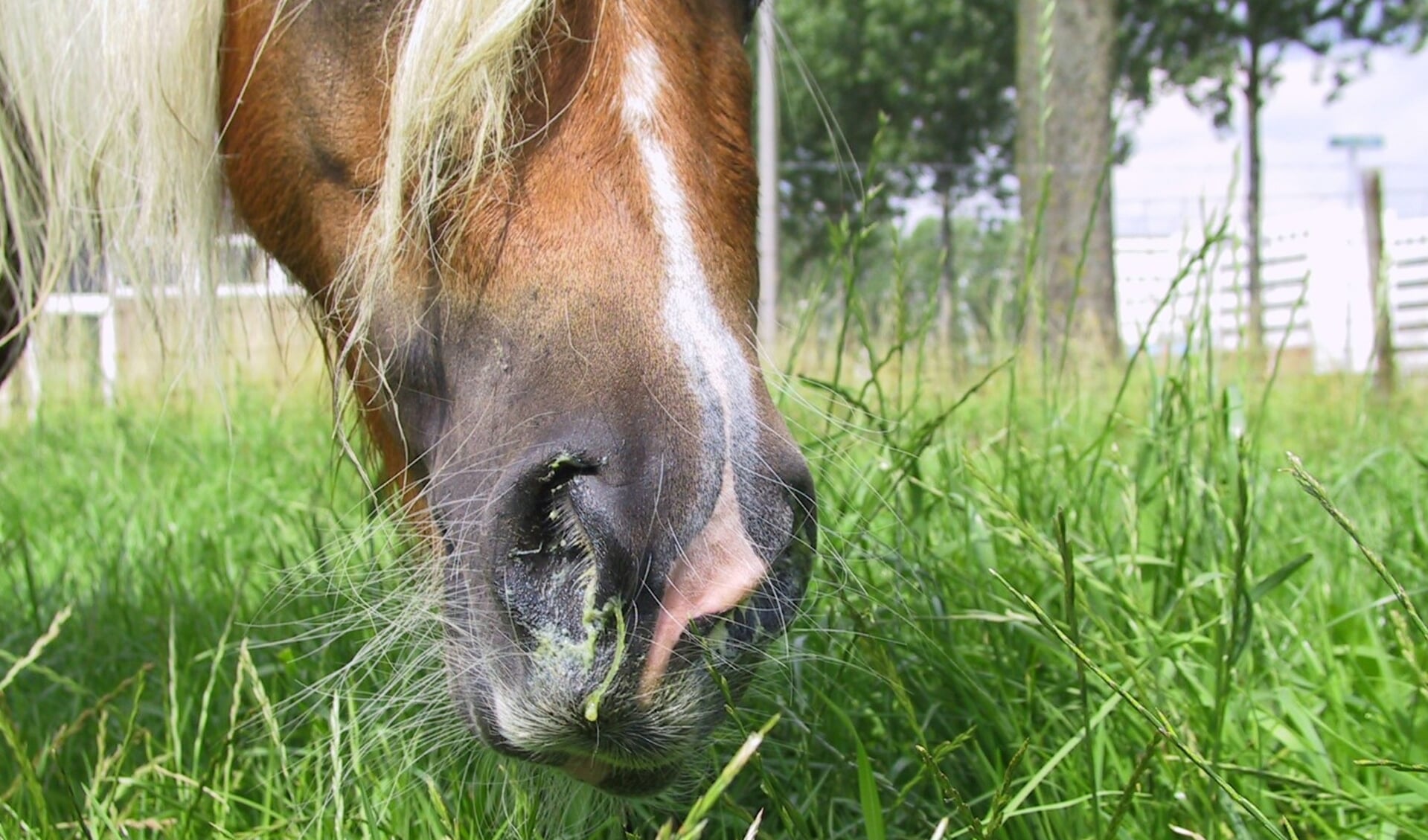 Gratis webinar over paardenziekte droes - Bit & Cap