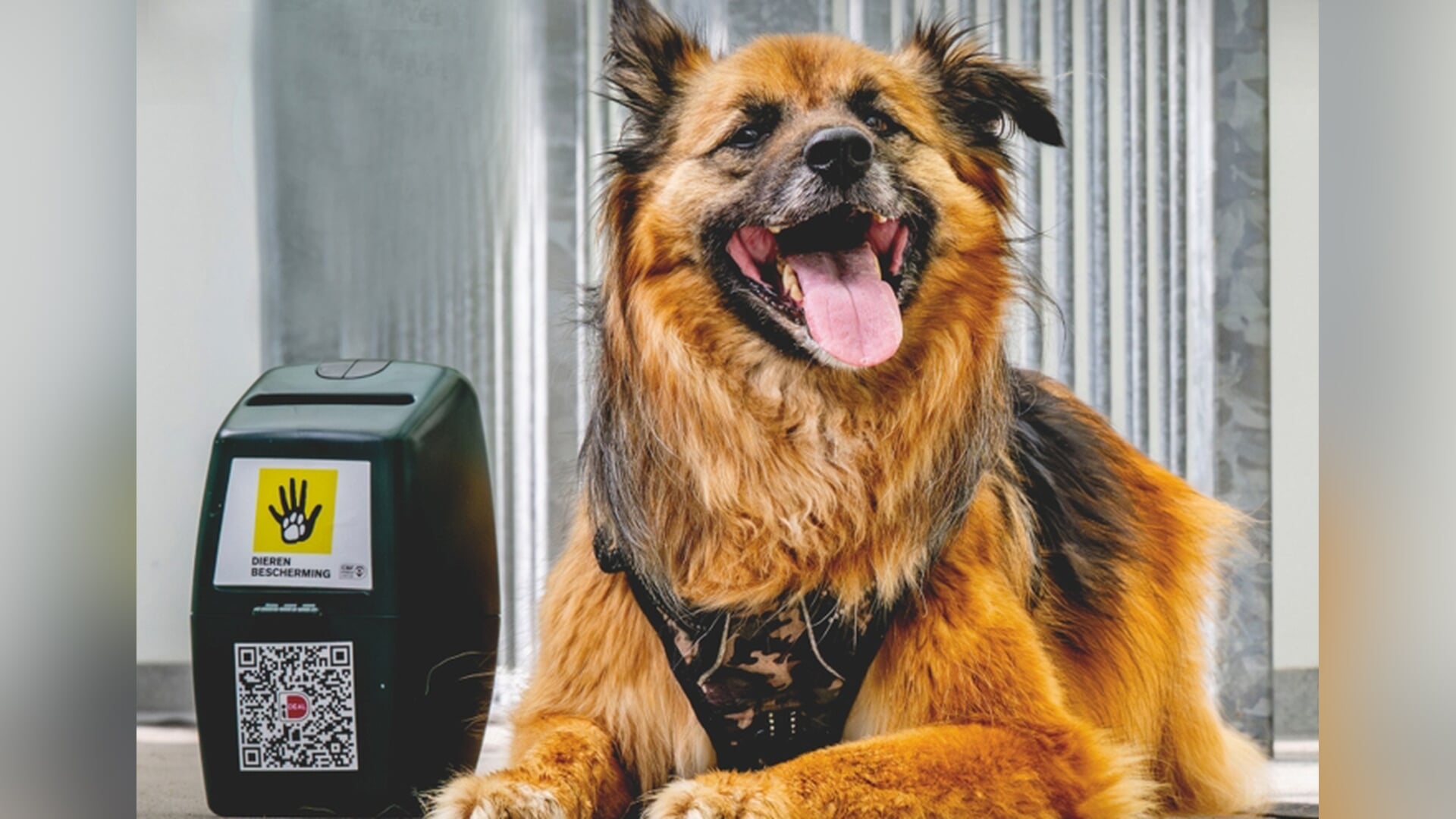 Word collectant en maak het verschil voor dieren in Schaijk en Reek