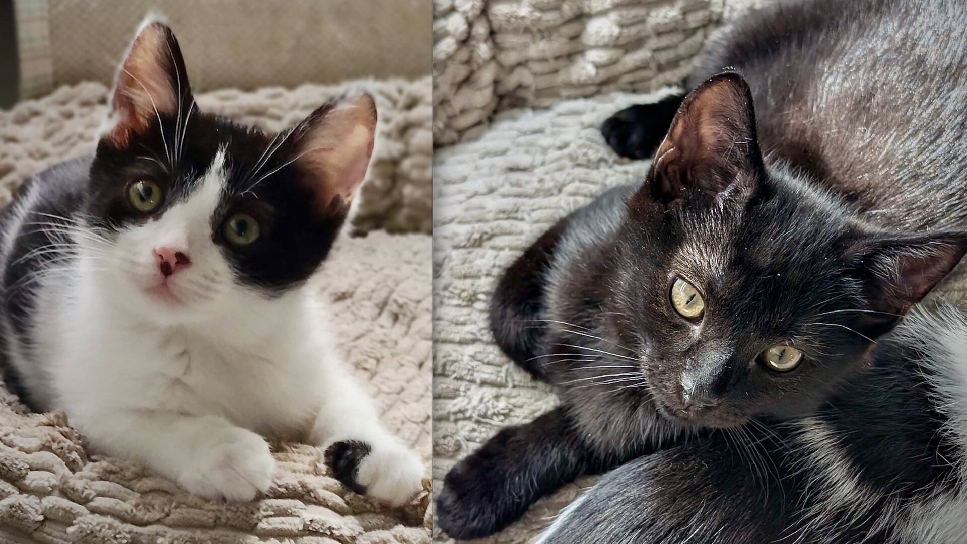 Asielig: Goudje & Granaatje