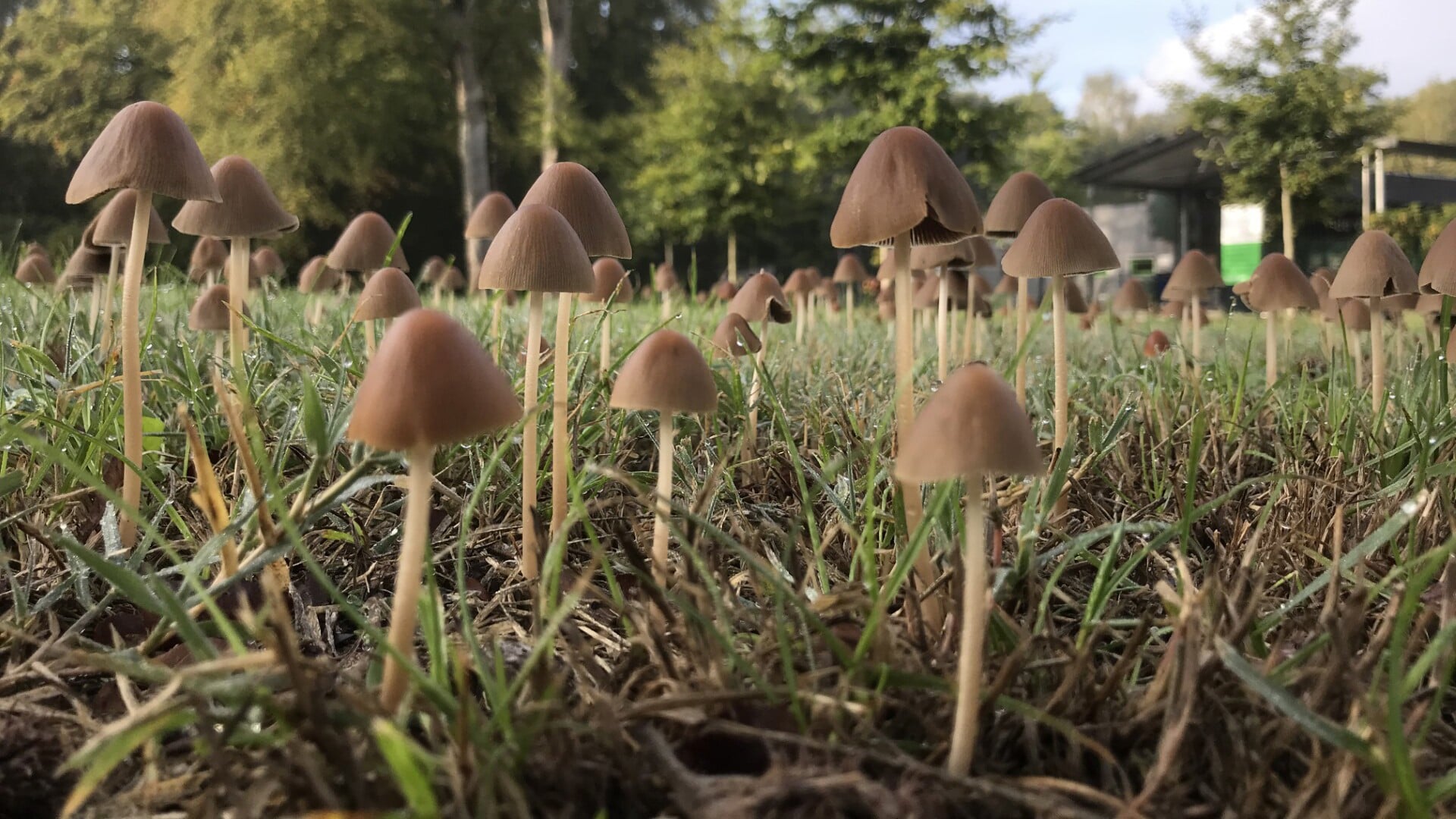 Op zoek naar paddenstoelen op landgoed Mariëndael in Velp
