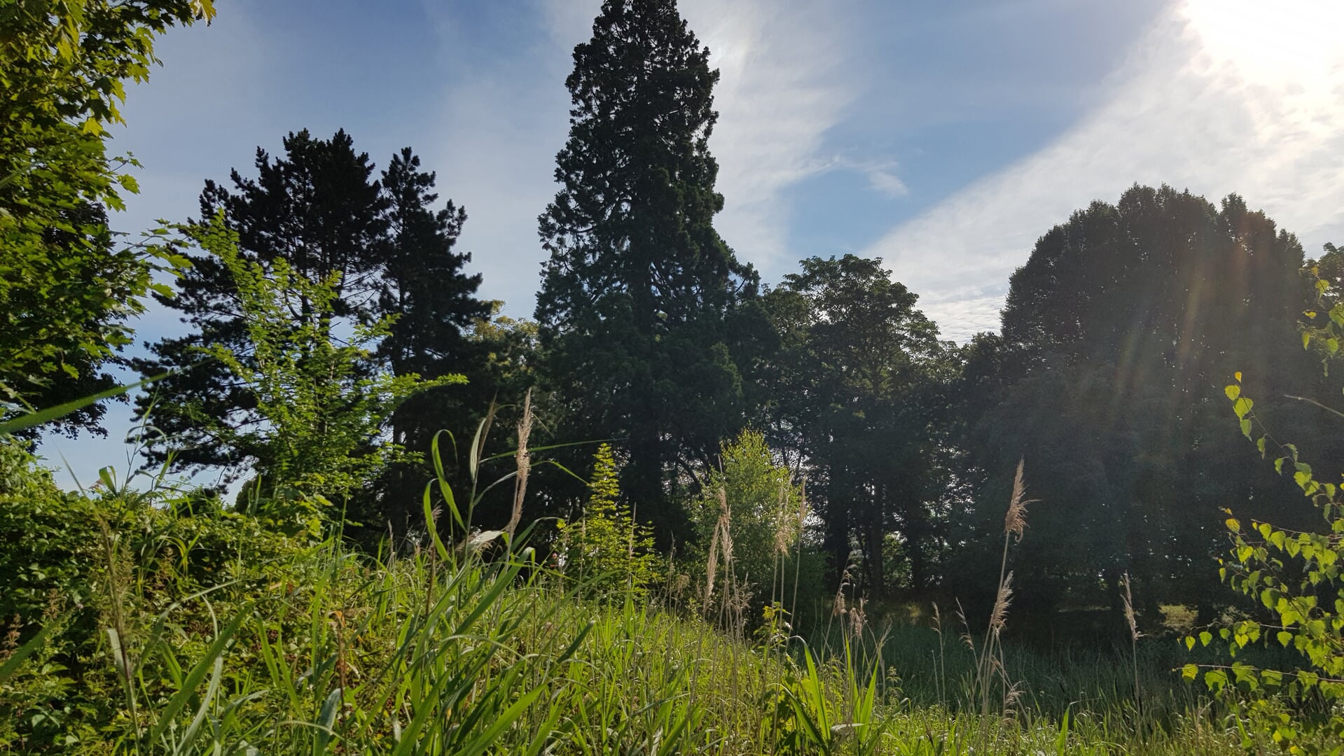 INGEZONDEN: Mammoetboom mag blijven!