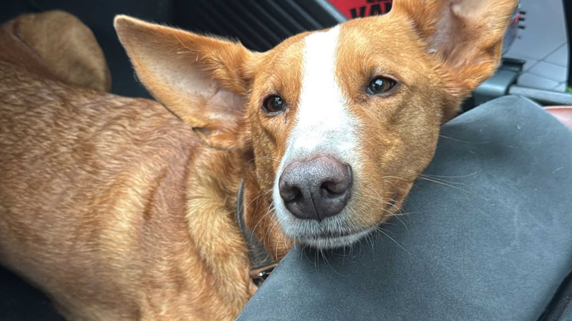 Vermiste hond Vijss na dagenlang zoeken gevonden in Alblasserdam