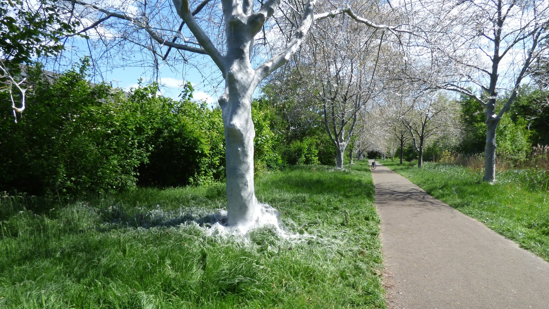 ‘Ingepakte bomen’ in Hilversumse Meent: zijderups neemt roer over in groengordel