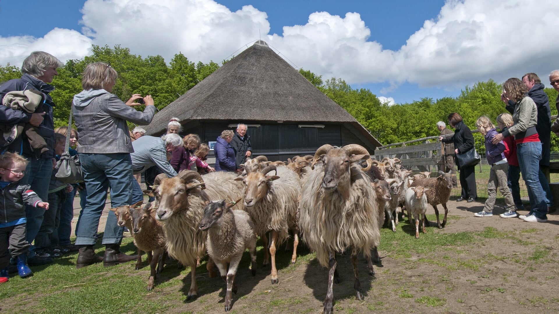 Schaapscheerdersfeest