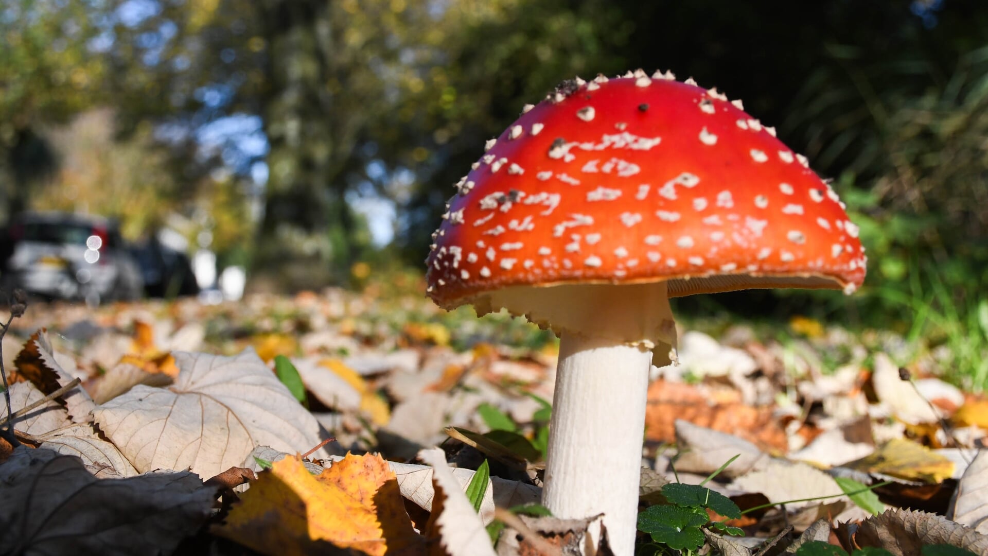 Kinderen speuren naar paddenstoelen in Spanderswoud