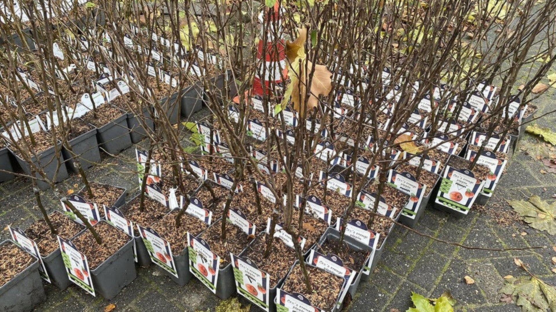 Hilversum deelt opnieuw boompjes of hagen uit aan inwoners