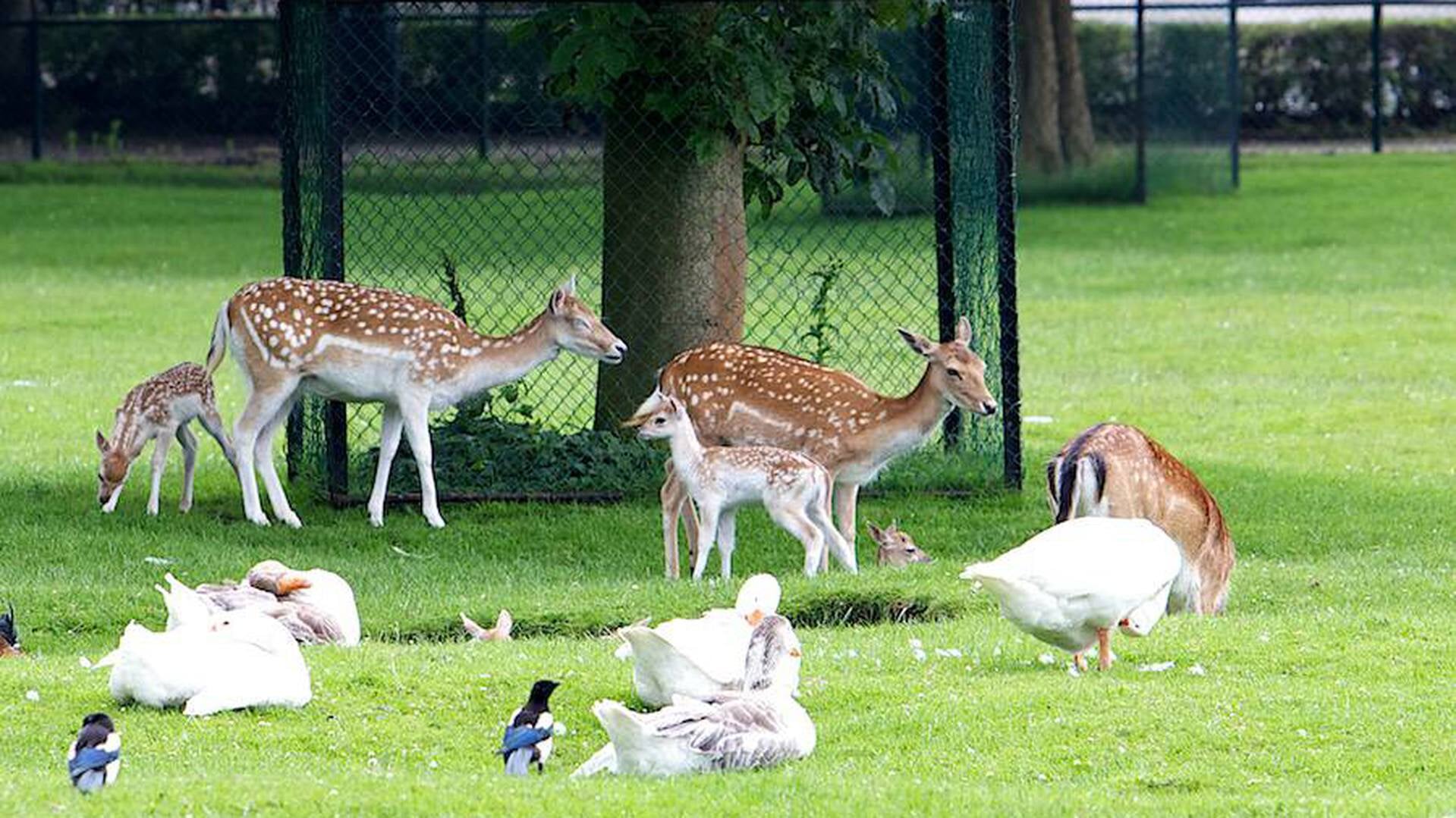 Jonge damhertbok uit Hertenkamp Laren ontsnapt: ‘Pas een keer eerder gebeurd’