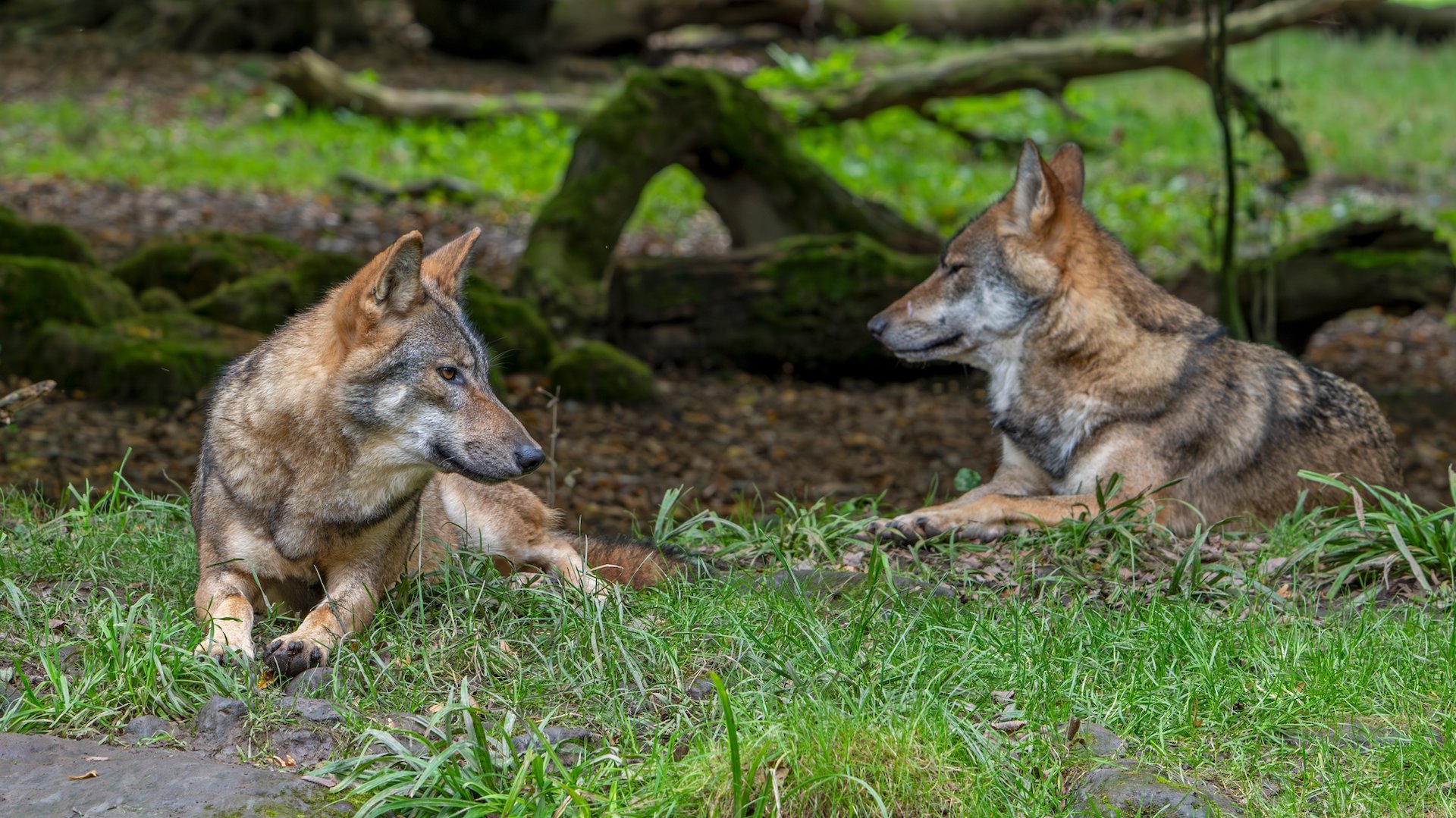 ‘Wat gaat Elburg doen tegen aanwezigheid van de wolf’