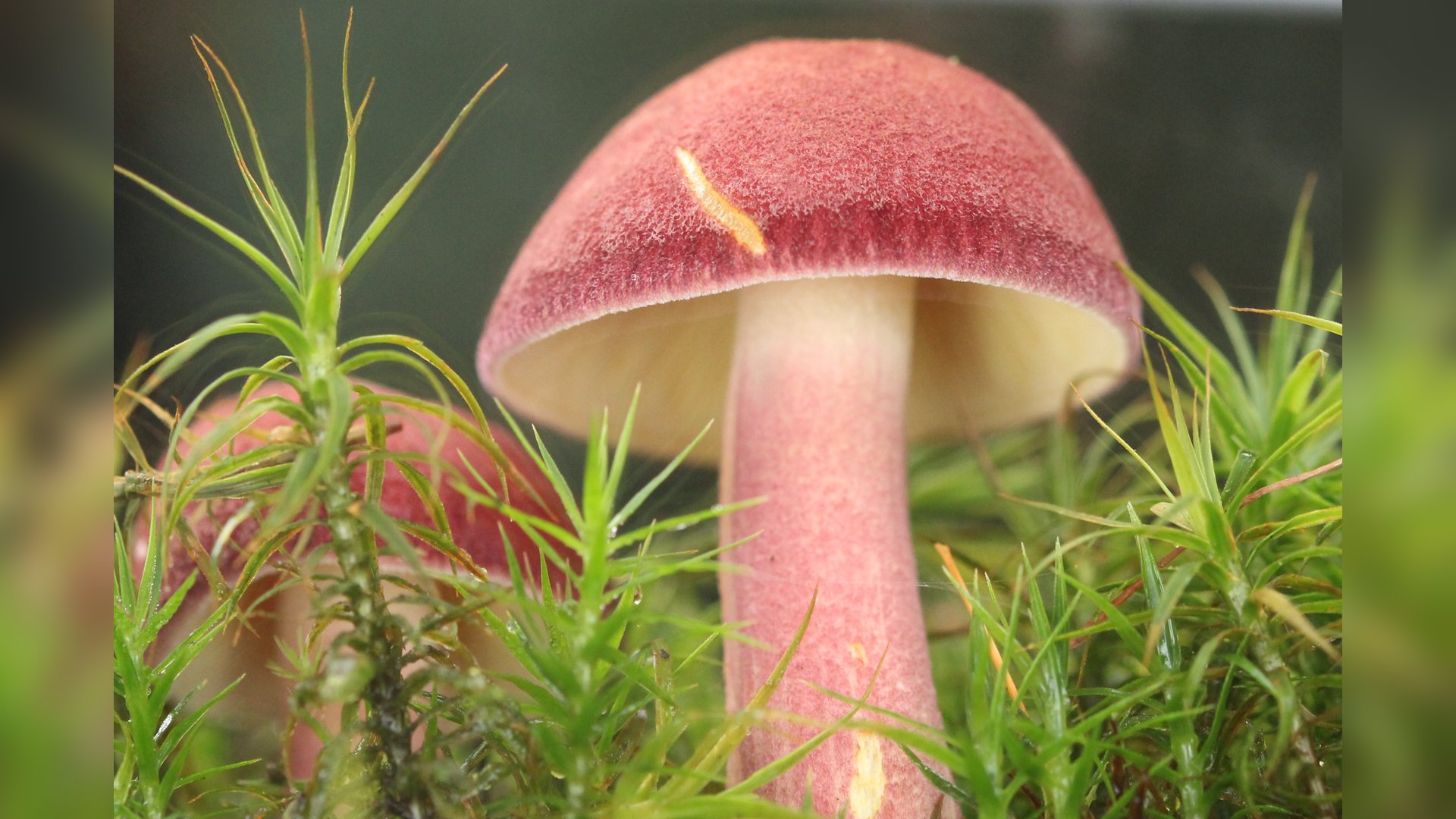 Ga mee met de KNNV op zoek naar paddenstoelen